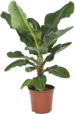 bananenplant