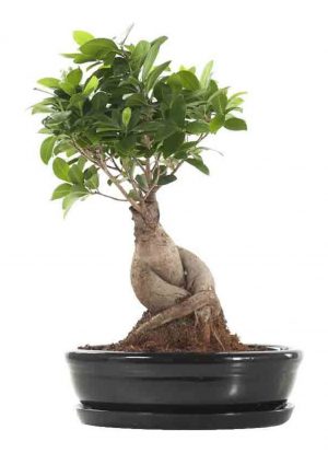 green lifestyle store ficus ginseng