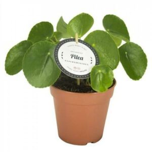 fleur-nl-pilea-pannenkoekplant