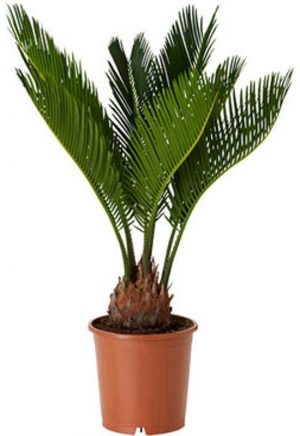 cycas-revoluta-varenpalm