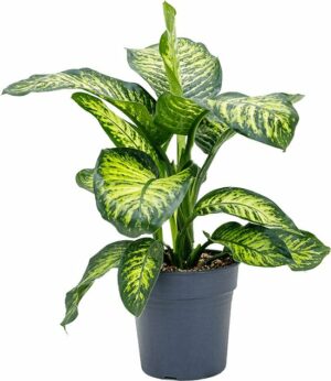 dieffenbachia maroba