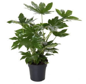 fleurdirect fatsia japonica variegata