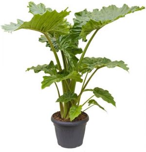 alocasia-portadora-kamerplant