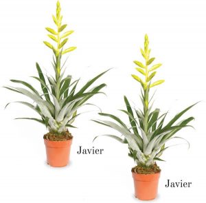 bolcom bromelia javier