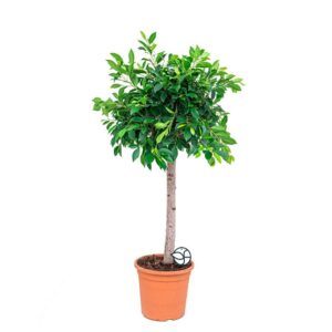 ficus-microcarpa-nitida-op-stam