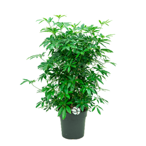 schefflera arboricola vertakt fleur