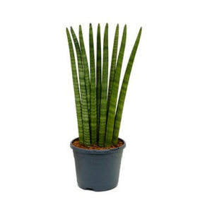 sansevieria cylindre wave fleur