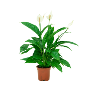 spathiphyllum fleur lepelplant