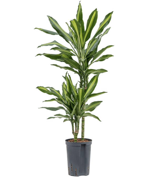 dracaena cintho