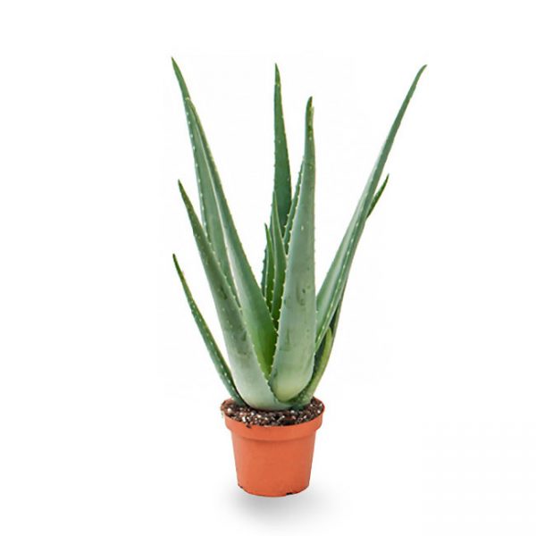 aloe-vera-plant