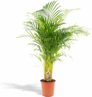 goudpalm areca