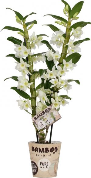 orchidee dendrobium