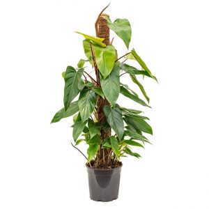 philodendron-emerald