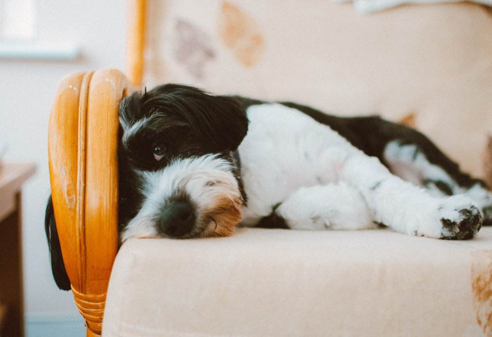 Banner voor artikel over woonaccessoires voor honden