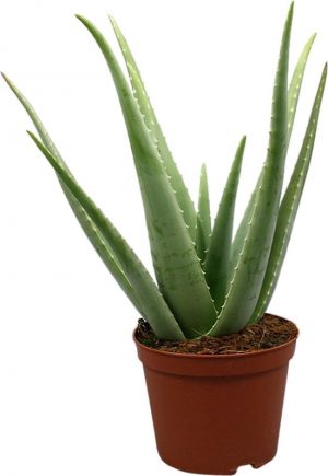 aloe vera plant