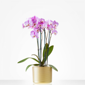 Fleurop Orchidee incl. pot
