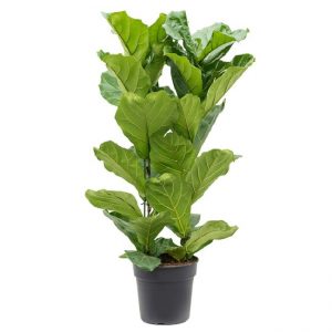 ficus-lyrata-m