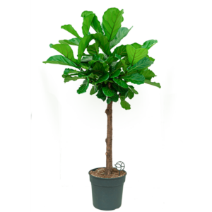 ficys lyrata op stam fleur