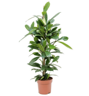 Ficus Cyathistipula