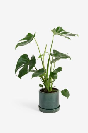 Sissy-Boy Gatenplant 55-56 cm