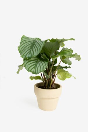 Sissy-Boy Pauwenplant 50-60 cm